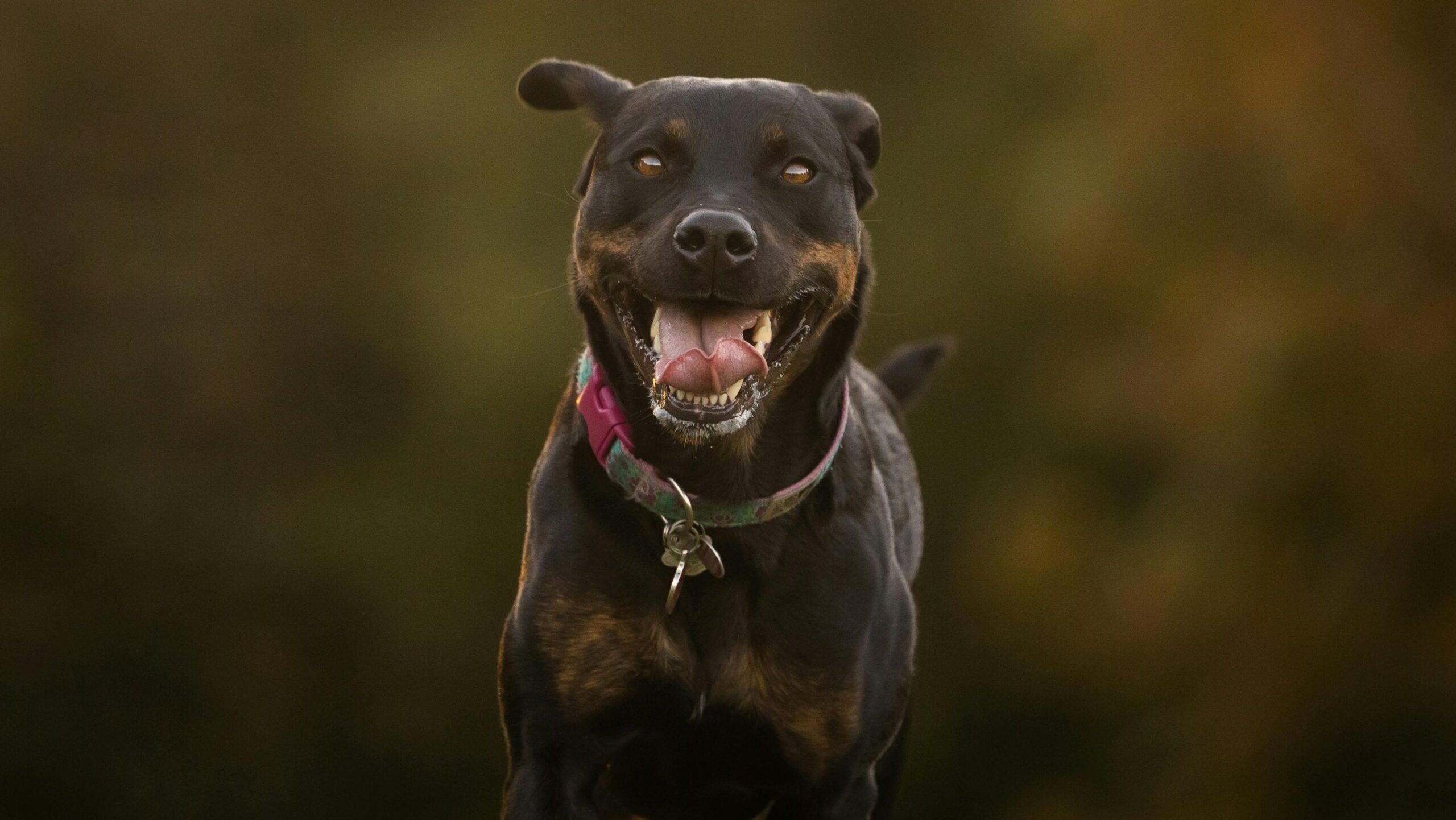 Vijftig bijtwonden: Limburgs meisje (14) ‘aan flarden gebeten’ door rottweiler